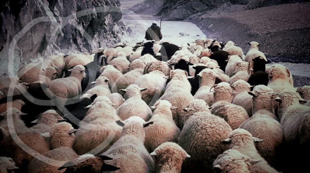 Psalm 23 blog series